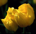 Yellow tulips at sunrise